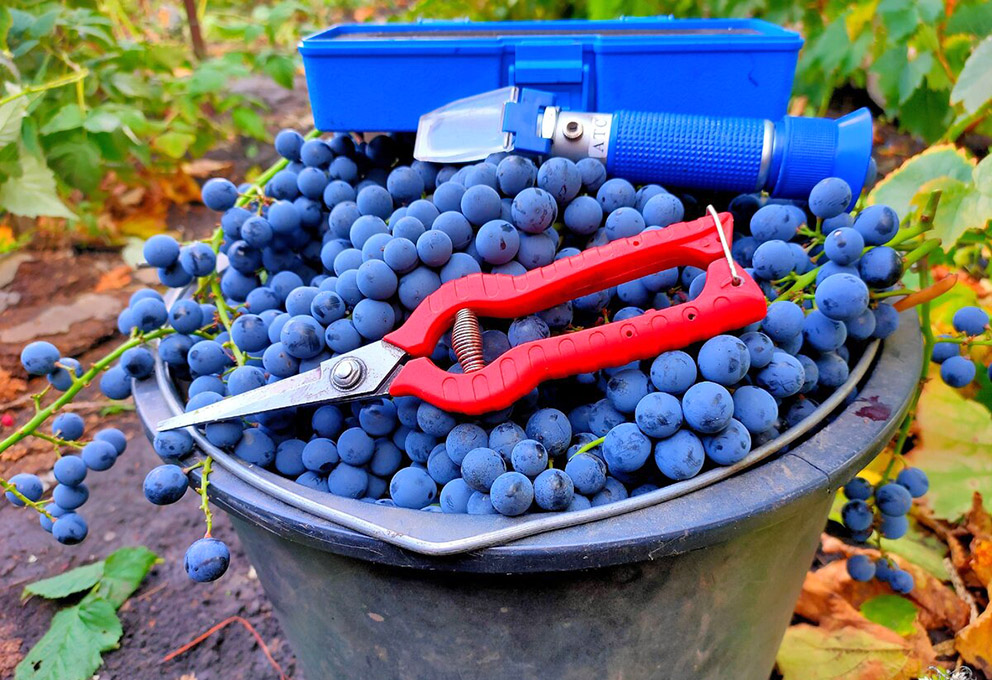 У НИИ виноградарства и виноделия «Магарач» будет вино