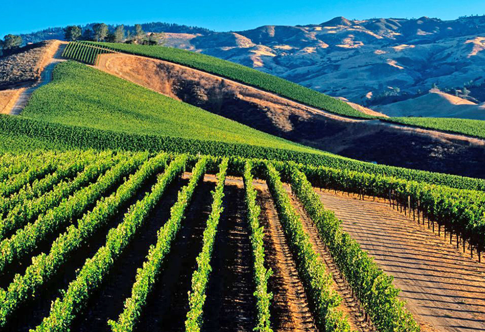 Кизляр прирастает виноградниками 