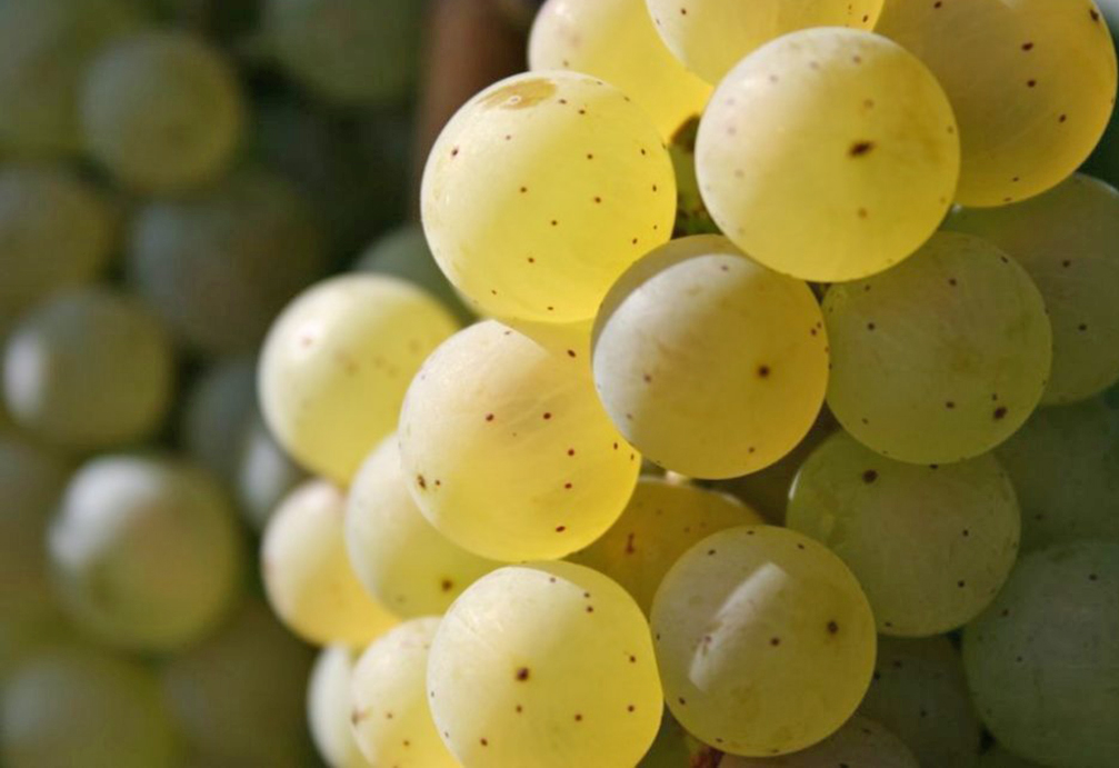 Эльзас проголосовал за сухой рислинг 