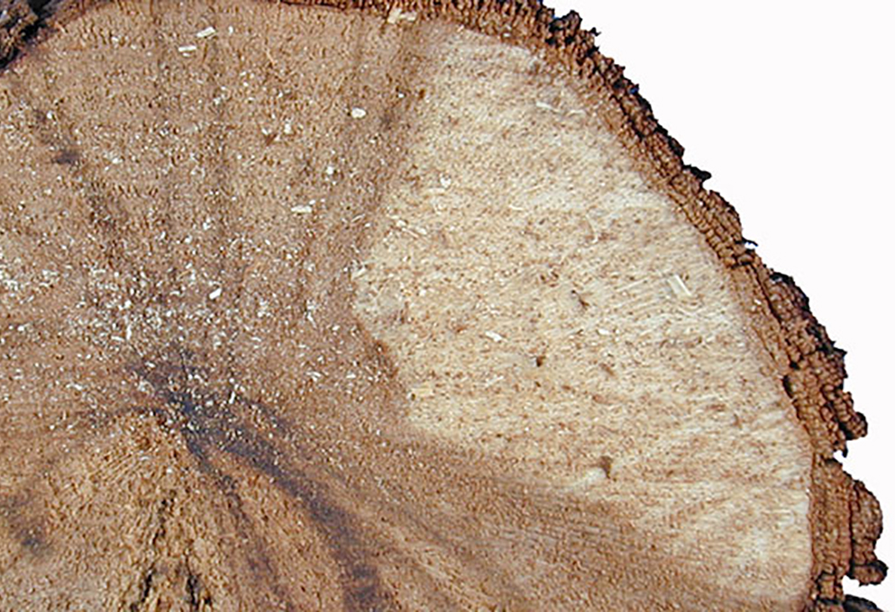 Антиоксиданты против грибковых заболеваний: орудие возмездия найдено