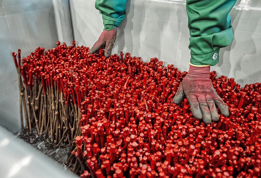 Производство саженцев становится приоритетом развития виноделия 