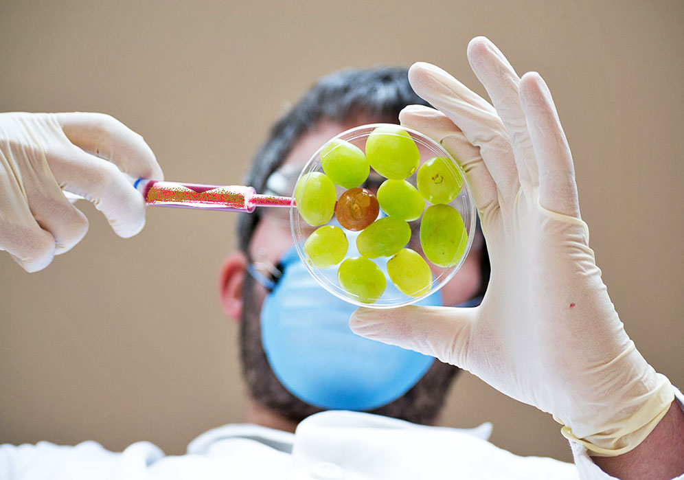 Генно-модифицированный виноград. Вопрос остается открытым