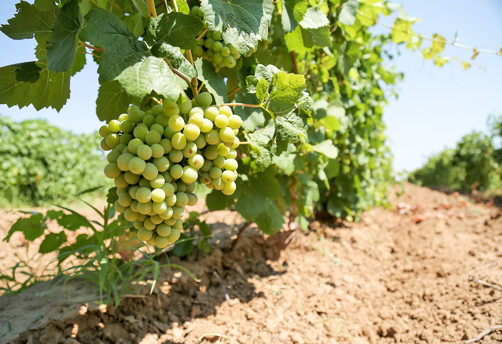 9 причин почему Астрахань снова станет винодельческим регионом