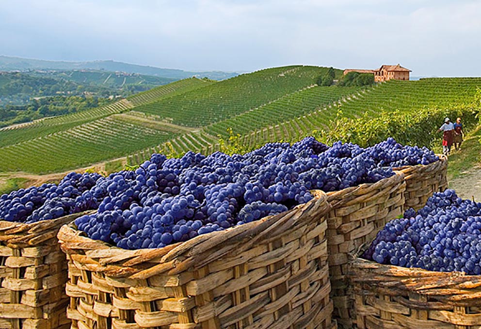 Стоимость мирового экспорта вина в 2022 году стала рекордной 