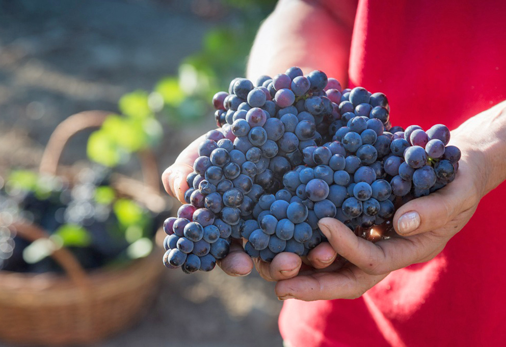 Рекордный урожай «Фанагории»