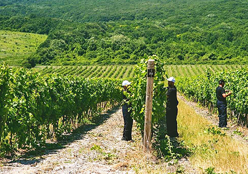 "Русский терруар" анонсировал новую винодельню, айсвайн, игристое вино и неббиоло