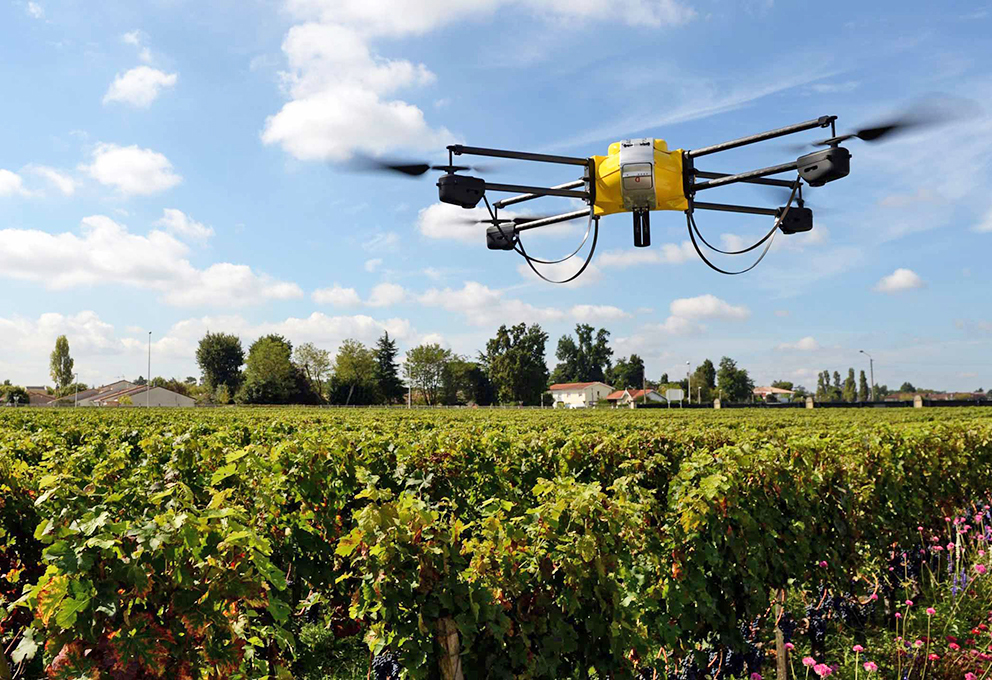 Искусственный интеллект осваивается на винограднике 