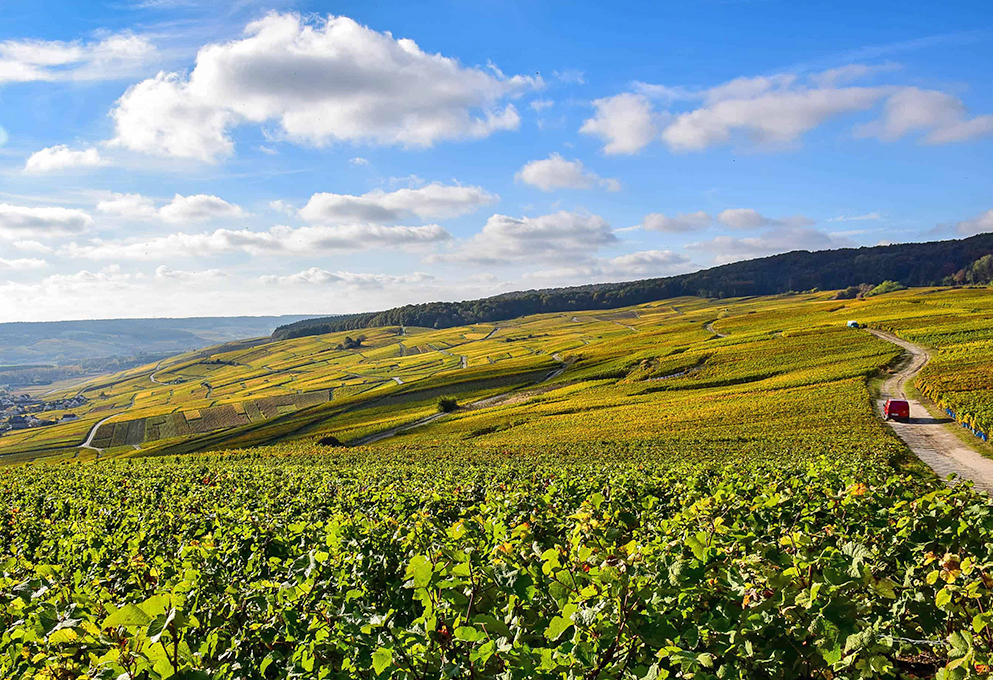 Шампанский мусоропровод