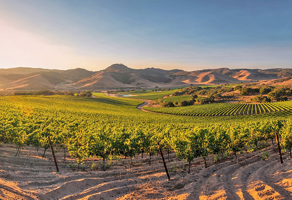 negev wine.jpg negev wine.jpg