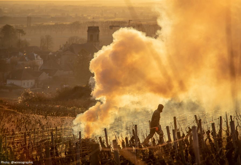 Новость победители Oliveras_Pommard-Pruning copy copy.jpg Новость победители Oliveras_Pommard-Pruning copy copy.jpg