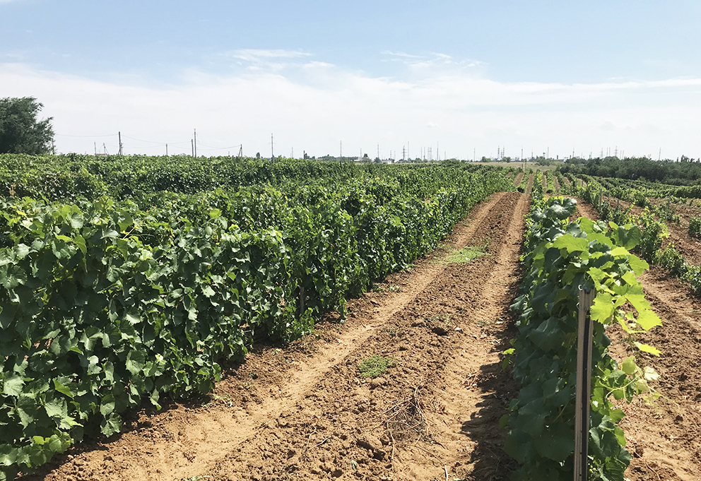 гусев лозы3.jpg гусев лозы3.jpg