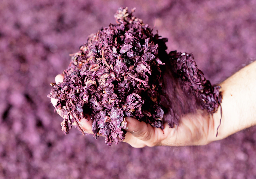 grape-wine-pomace.jpg grape-wine-pomace.jpg
