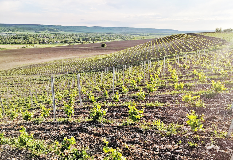 TEMPELHOF VINES copy.jpg TEMPELHOF VINES copy.jpg